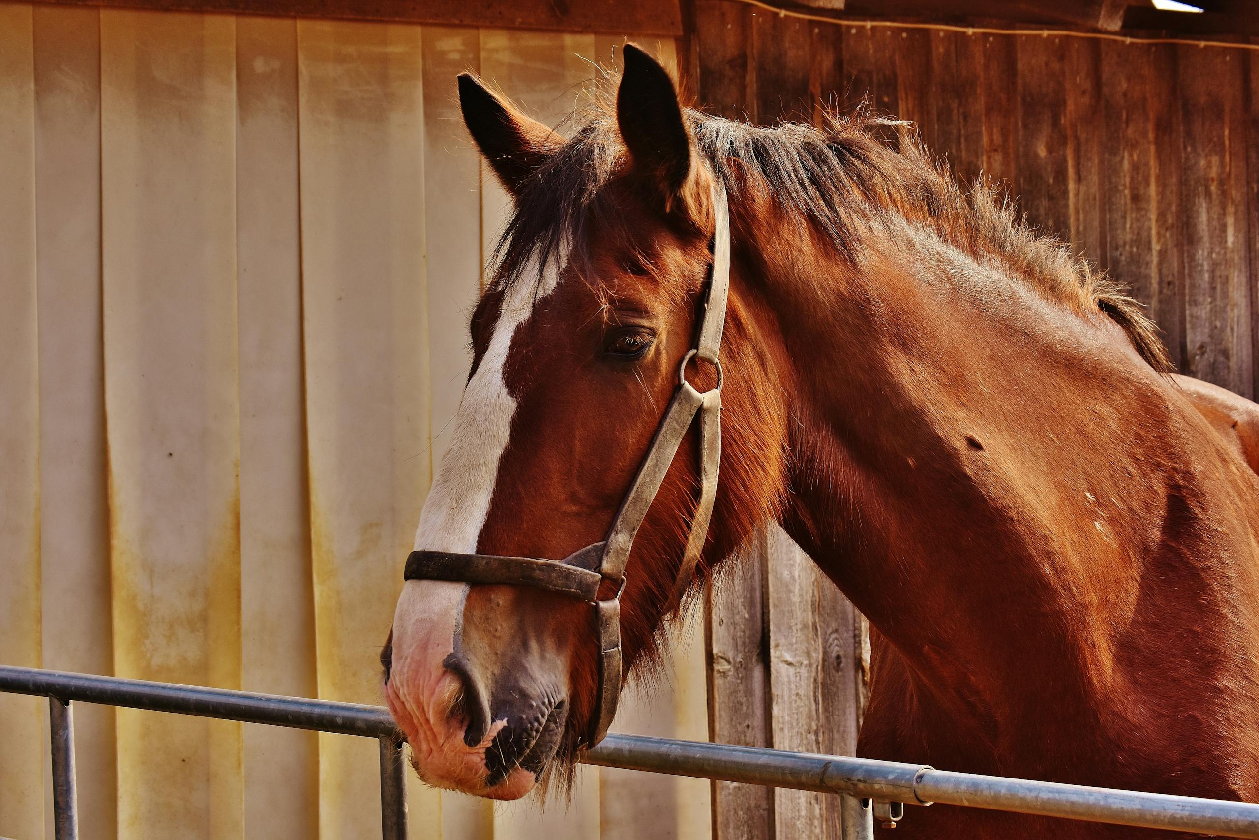 Brown and White Horse