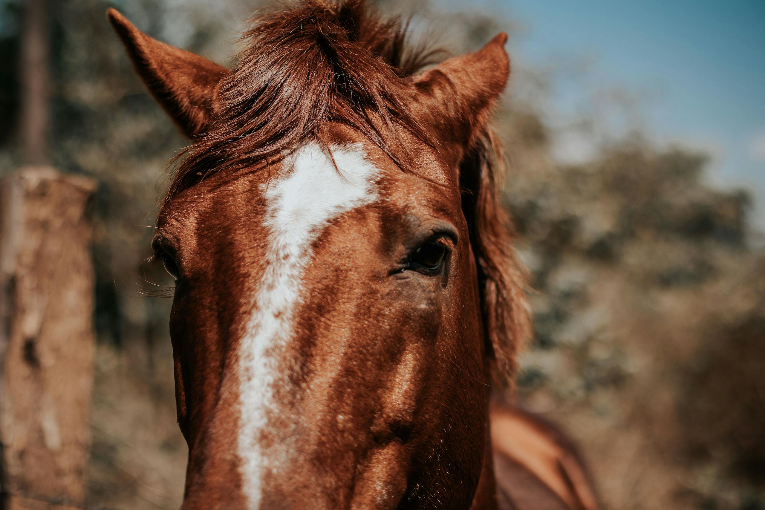 Close-up Photo of Horse Head