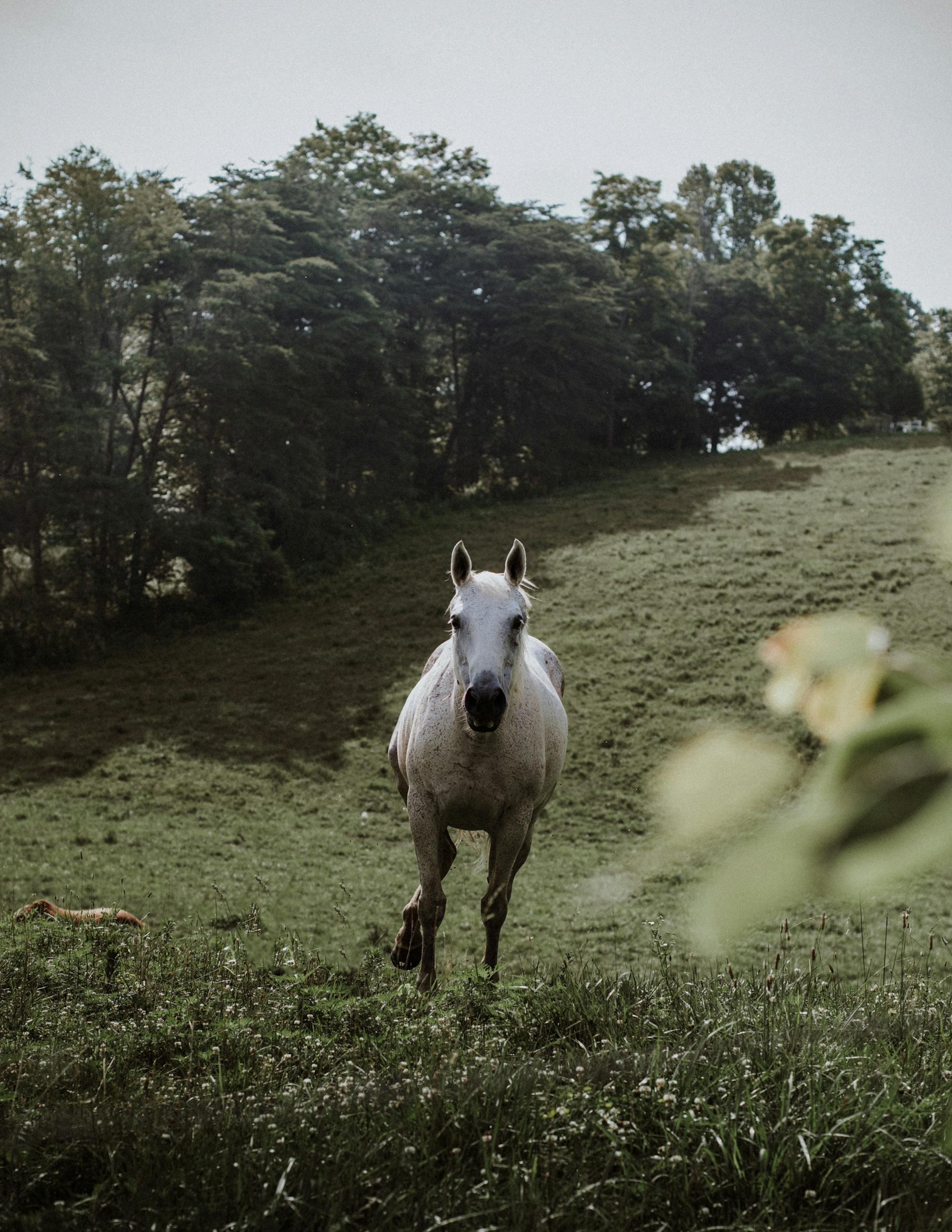 Photo of White Horse Running in Grass Field