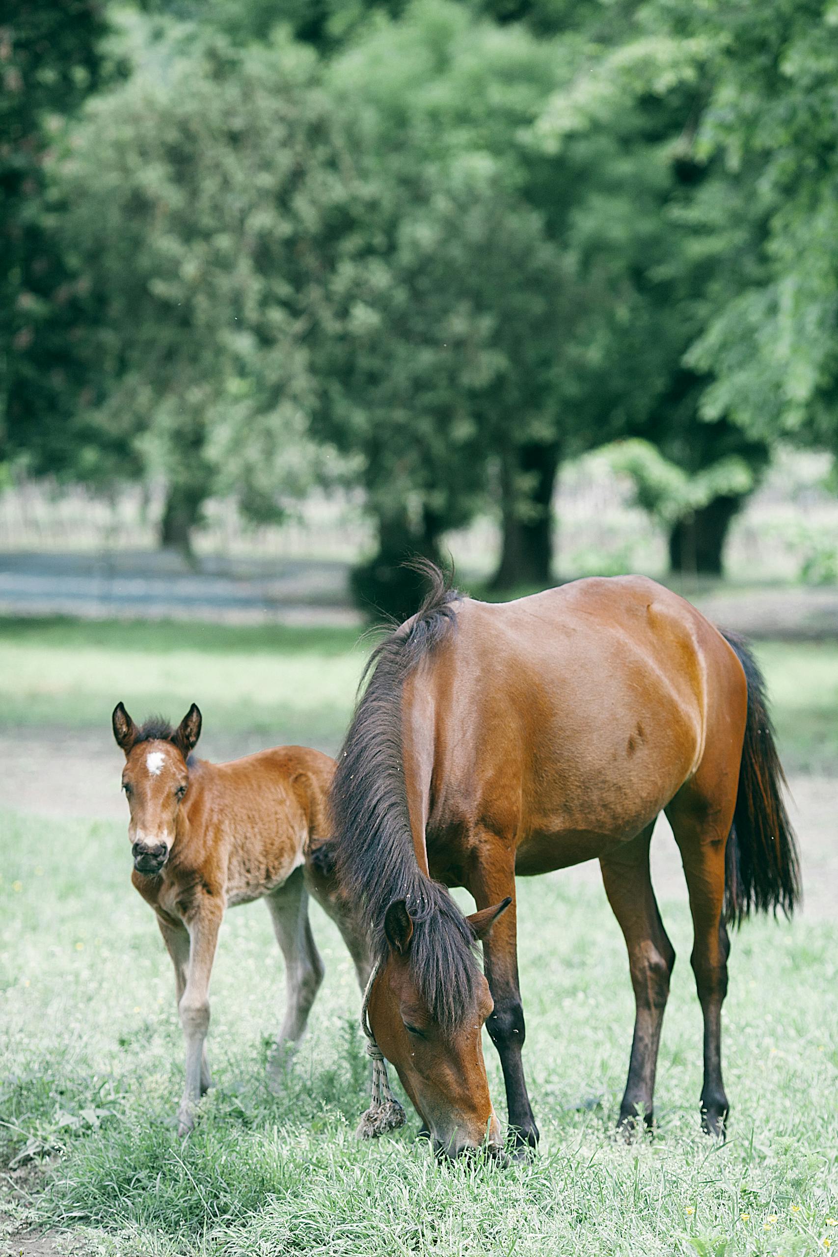 Purebred stallion feeding on meadow near foal against tree in countryside on summer day