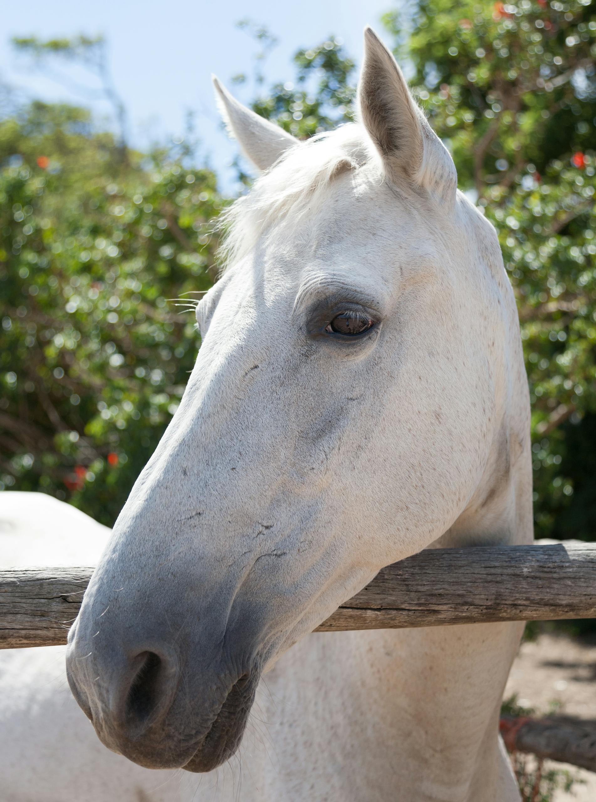 White Horse